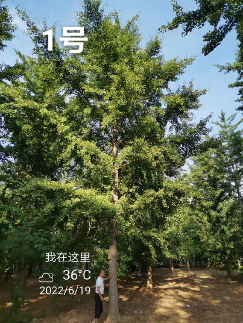 银杏树35公分，供货速度快！支持线上交易，24小时发货！