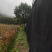各种规格七叶树，