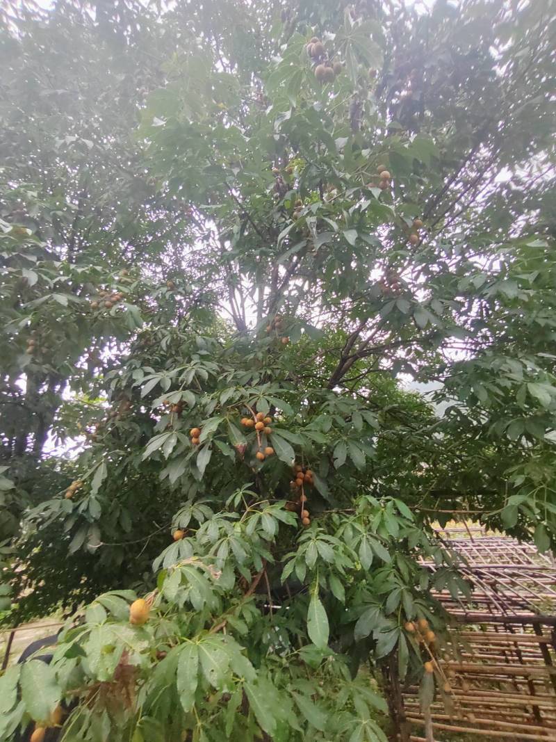 各种规格七叶树，