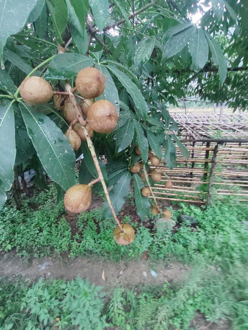 各种规格七叶树，