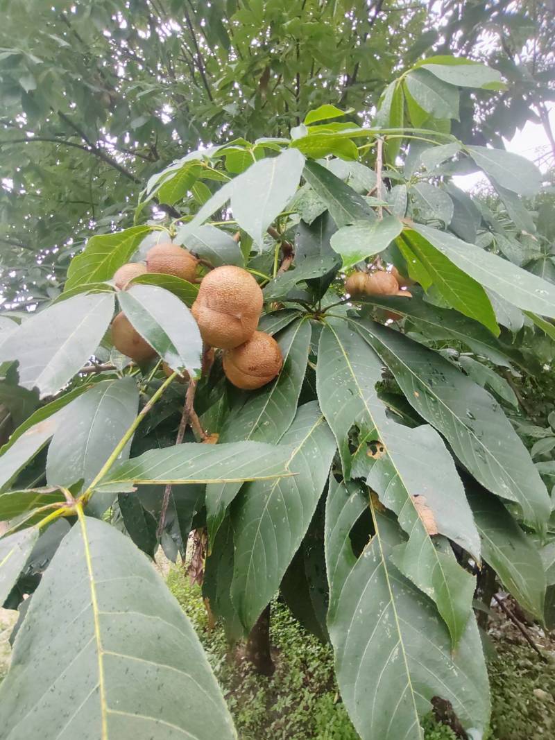各种规格七叶树，