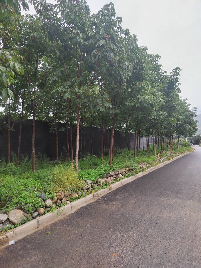 各种规格七叶树，