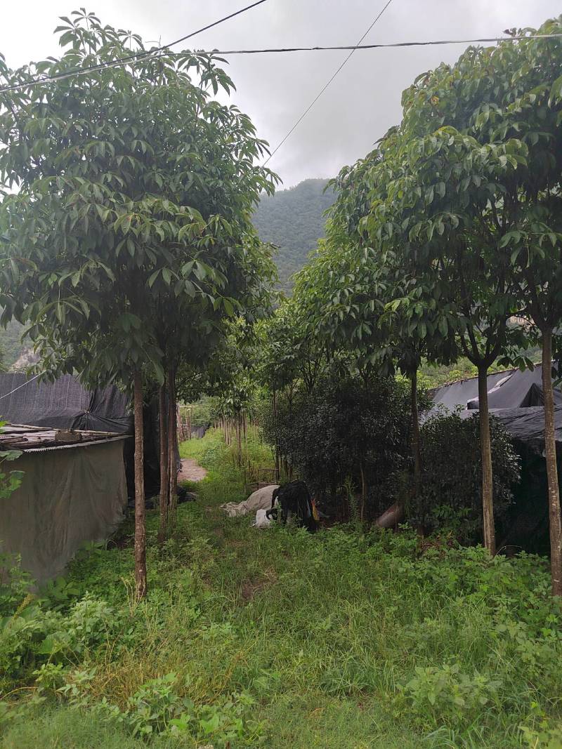 各种规格七叶树，