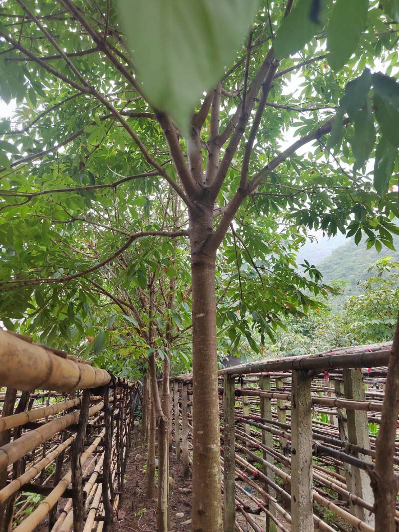 各种规格七叶树，