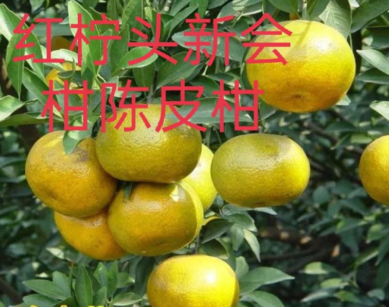 红柠檬贴木新会柑苗(茶枝柑，陈皮柑)