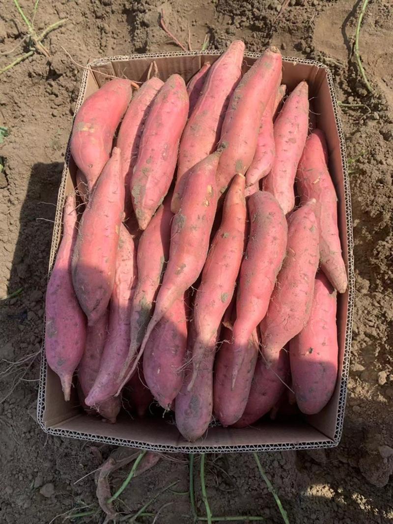 唐山滦南烟薯25红薯产地直发品质保证欢迎咨询