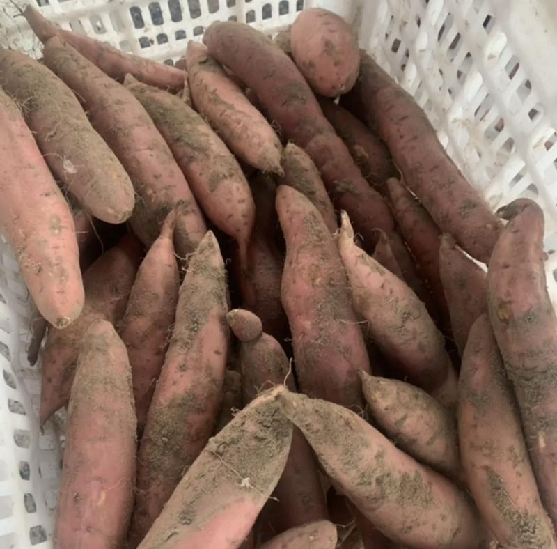 唐山滦南烟薯25红薯产地直发品质保证欢迎咨询