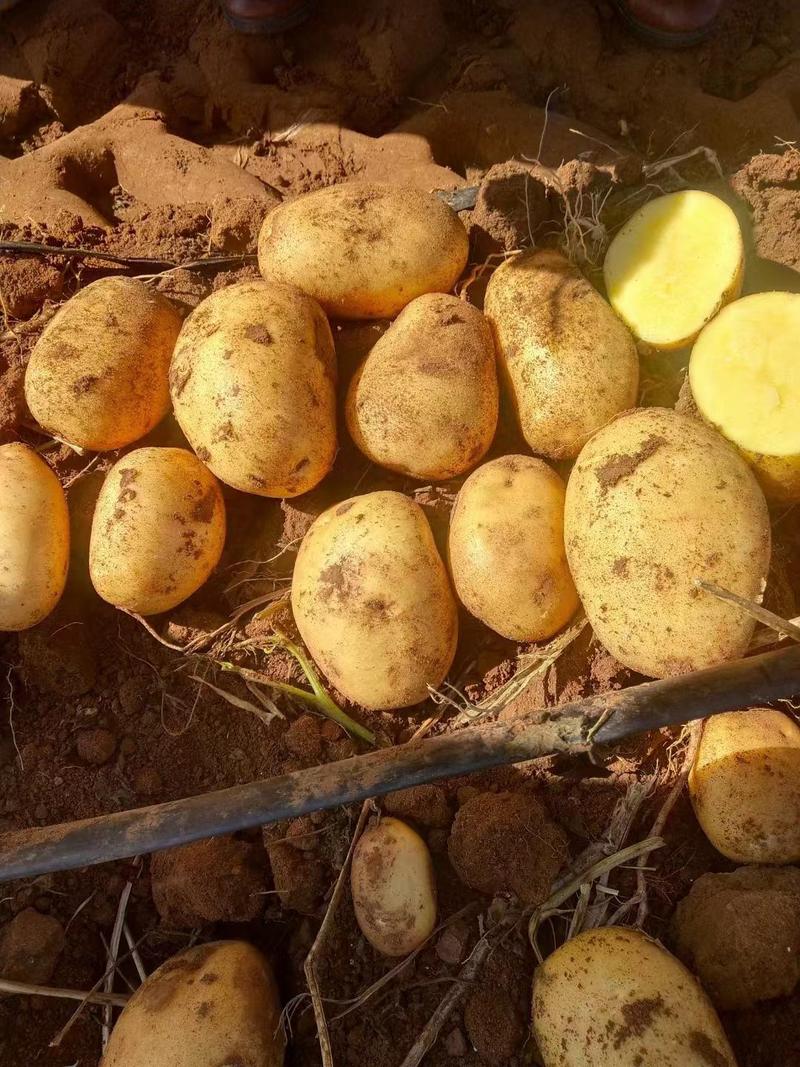 精品电商平台土豆：品种规格齐全，质量保证价格低。