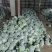 【推荐】甘蓝精品圆包菜甘蓝对接全国质量精品视频看货