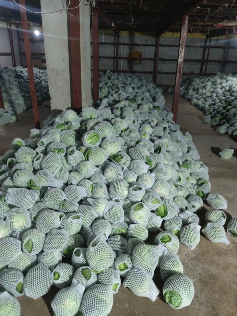 【推荐】甘蓝精品圆包菜甘蓝对接全国质量精品视频看货