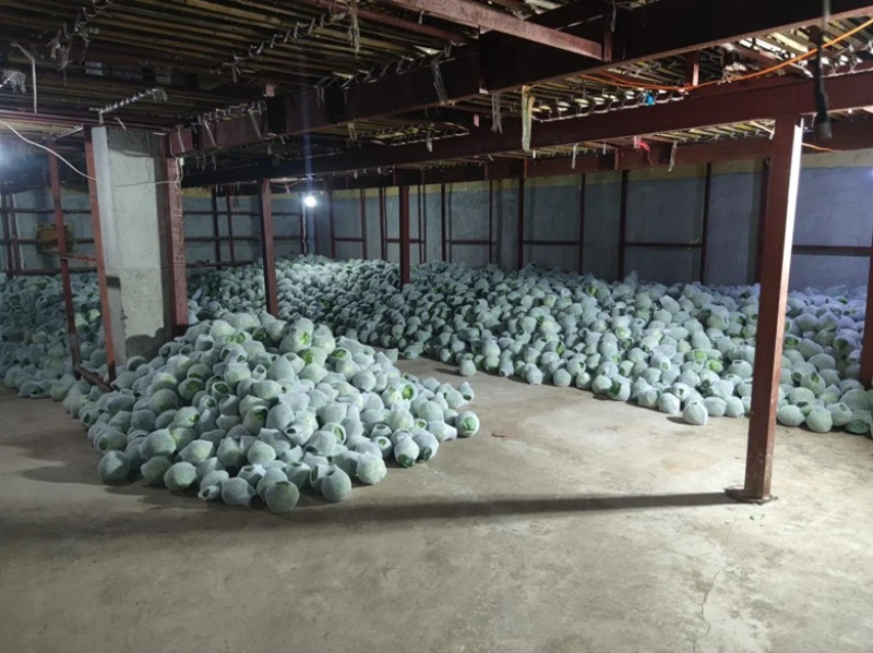 【推荐】甘蓝精品圆包菜甘蓝对接全国质量精品视频看货