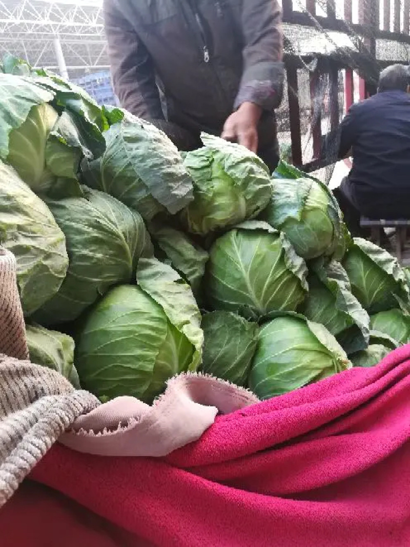 【推荐】甘蓝精品圆包菜甘蓝对接全国质量精品视频看货