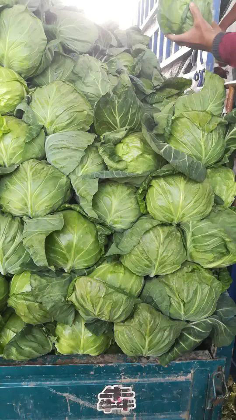 【推荐】甘蓝精品圆包菜甘蓝对接全国质量精品视频看货