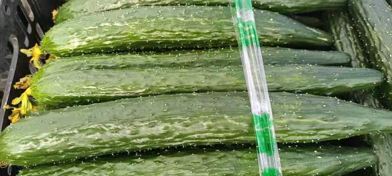 辽宁锦州凌海刺青水黄瓜