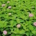 无尽夏绣球八仙花各种规格陈都绣球