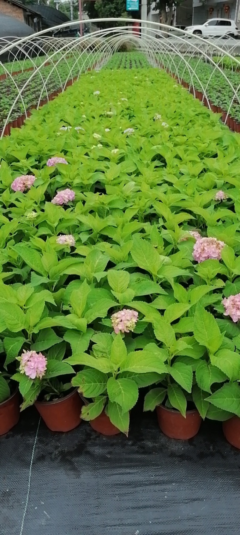 无尽夏绣球八仙花各种规格陈都绣球