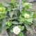 无尽夏绣球八仙花各种规格陈都绣球