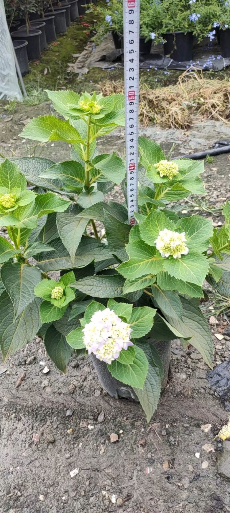 无尽夏绣球八仙花各种规格陈都绣球
