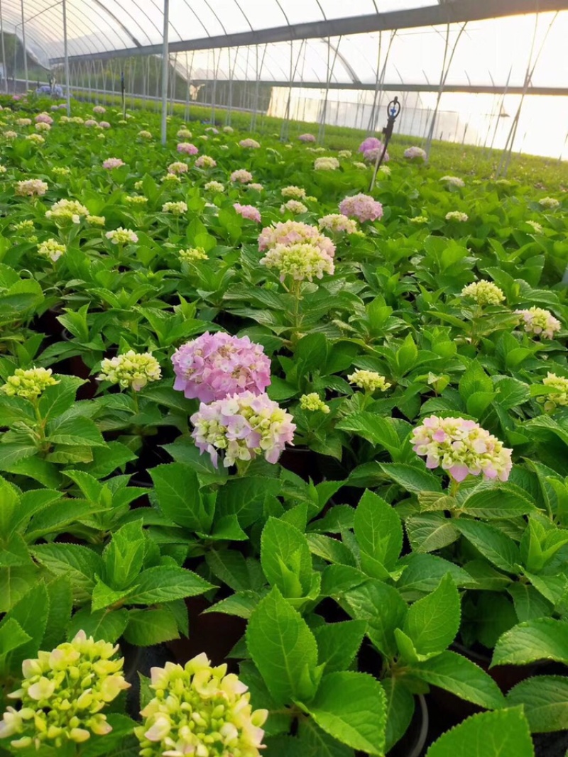 无尽夏绣球八仙花各种规格陈都绣球