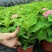 无尽夏绣球八仙花各种规格陈都绣球