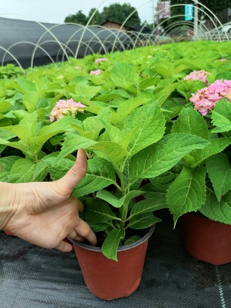 无尽夏绣球八仙花各种规格陈都绣球