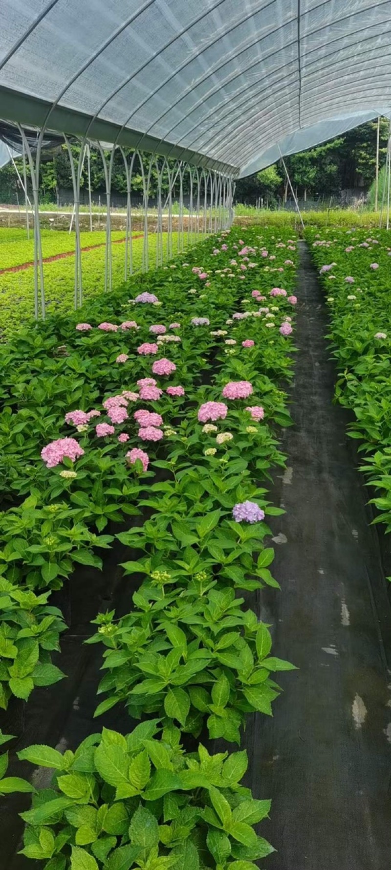 无尽夏绣球八仙花各种规格陈都绣球