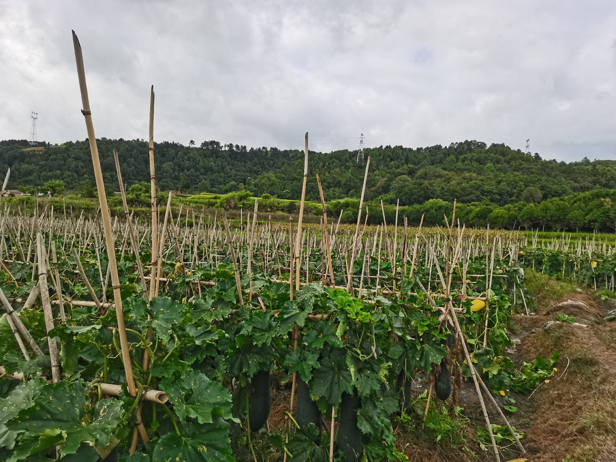 展示冬瓜切片后正在阳光下晾晒的场景,背景为竹筛和蓝天 冬瓜晒干过程