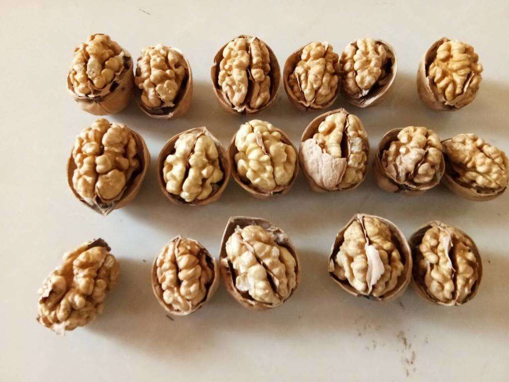 信息图表展示新鲜纸皮核桃的主要营养成分比例,包括蛋白质、脂肪(标出不饱和脂肪酸占比)、碳水化合物、维生素E、钙、铁等,配以卡通核桃形象和健康大脑图标 核桃营养成分图表示意