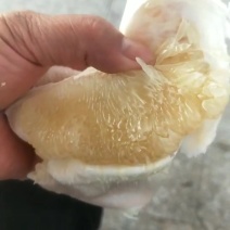 福建白柚