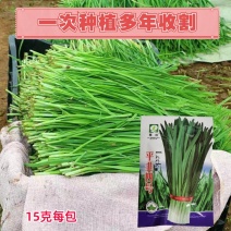 平韭四号韭菜种子四季盆栽蔬菜籽大叶高产韭菜籽农家种植