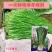 平韭四号韭菜种子四季盆栽蔬菜籽大叶高产韭菜籽农家种植