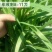 平韭四号韭菜种子四季盆栽蔬菜籽大叶高产韭菜籽农家种植