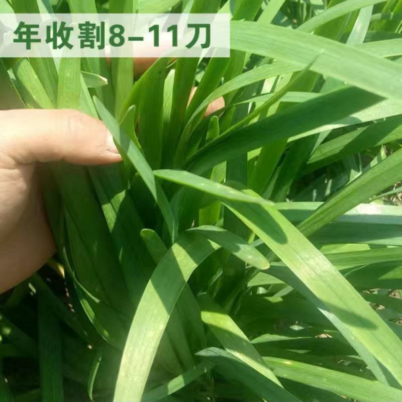 平韭四号韭菜种子四季盆栽蔬菜籽大叶高产韭菜籽农家种植