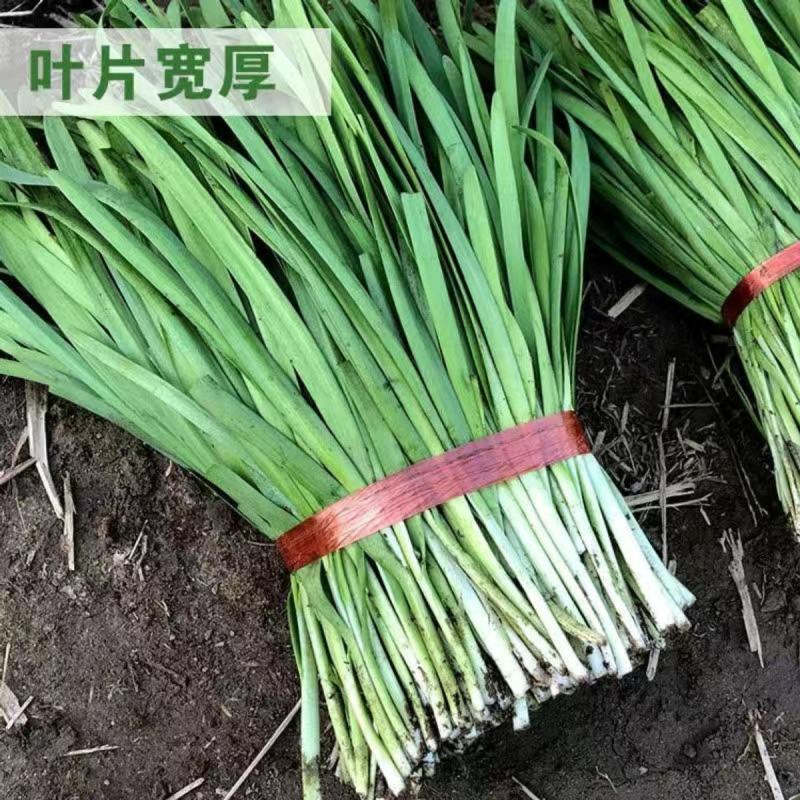 平韭四号韭菜种子四季盆栽蔬菜籽大叶高产韭菜籽农家种植