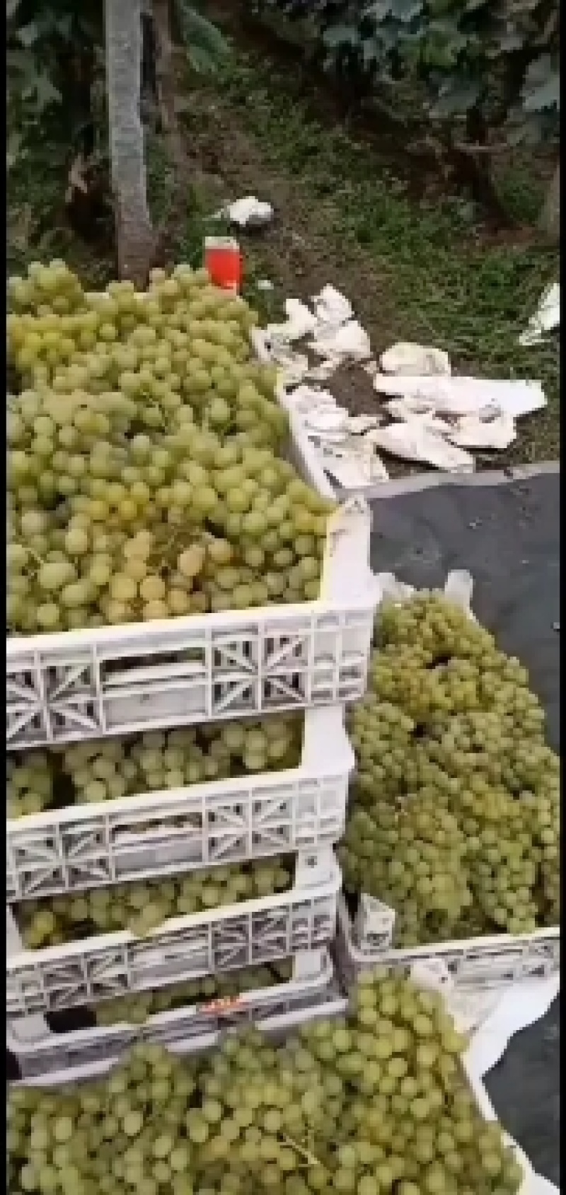 泽山一号白玫瑰，现在大量上市，皮薄糖度高