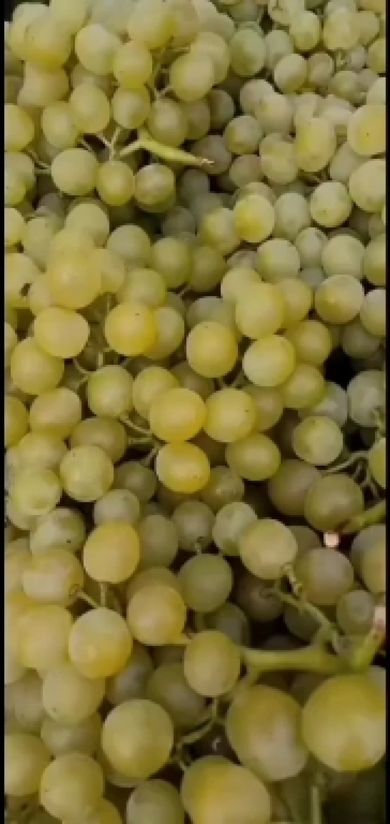 泽山一号白玫瑰，现在大量上市，皮薄糖度高