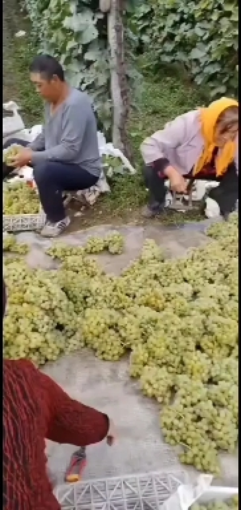 泽山一号白玫瑰，现在大量上市，皮薄糖度高