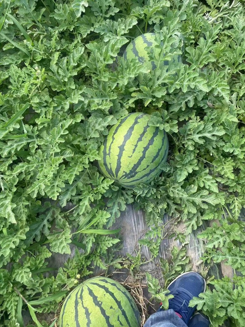 【牛】河北保定地雷西瓜，产地一手好瓜量大从优，一条龙服务
