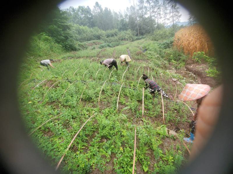 四川本地金弹子籽育苗，2021年2年苗，有需要的联系