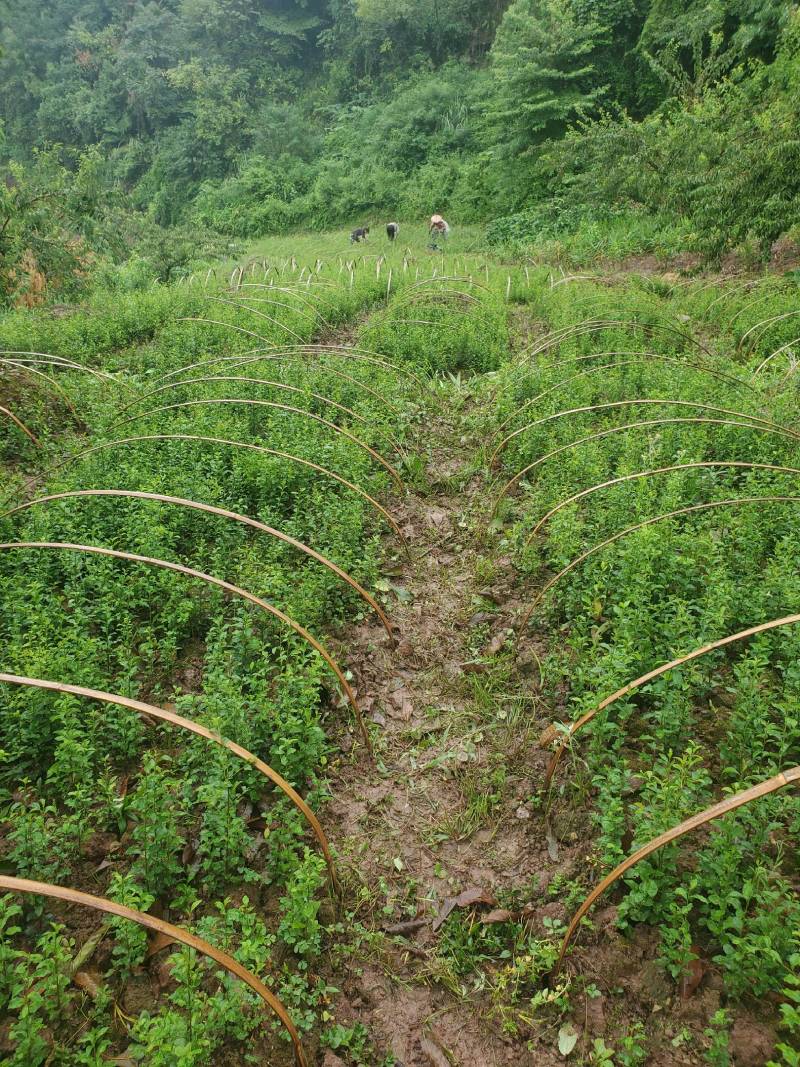 四川本地金弹子籽育苗，2021年2年苗，有需要的联系