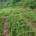 四川本地金弹子籽育苗，2021年2年苗，有需要的联系