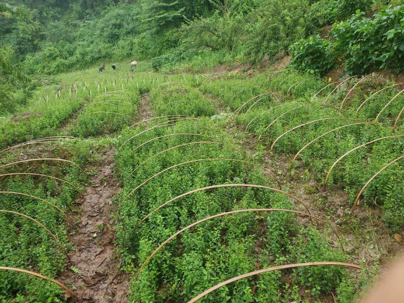 四川本地金弹子籽育苗，2021年2年苗，有需要的联系