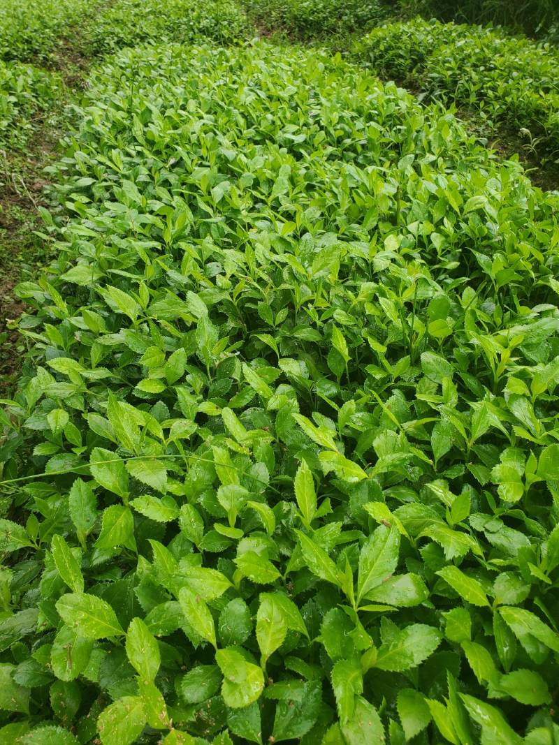 2022年育草珊瑚苗，2年苗出售