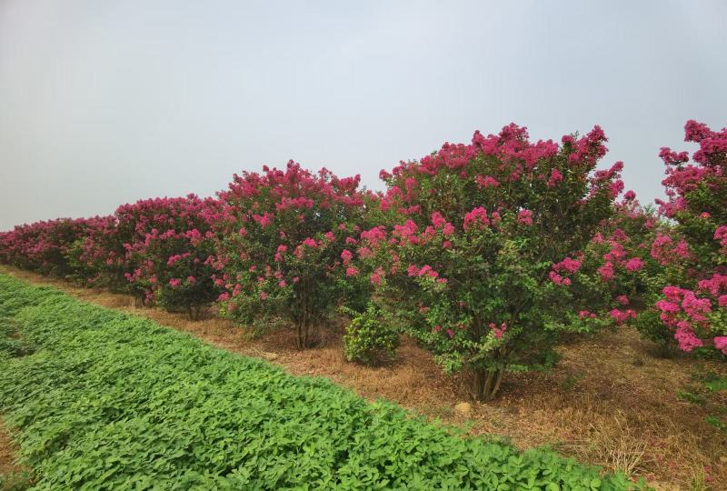 河南南阳供应丛生紫薇，紫薇树，红花紫薇树