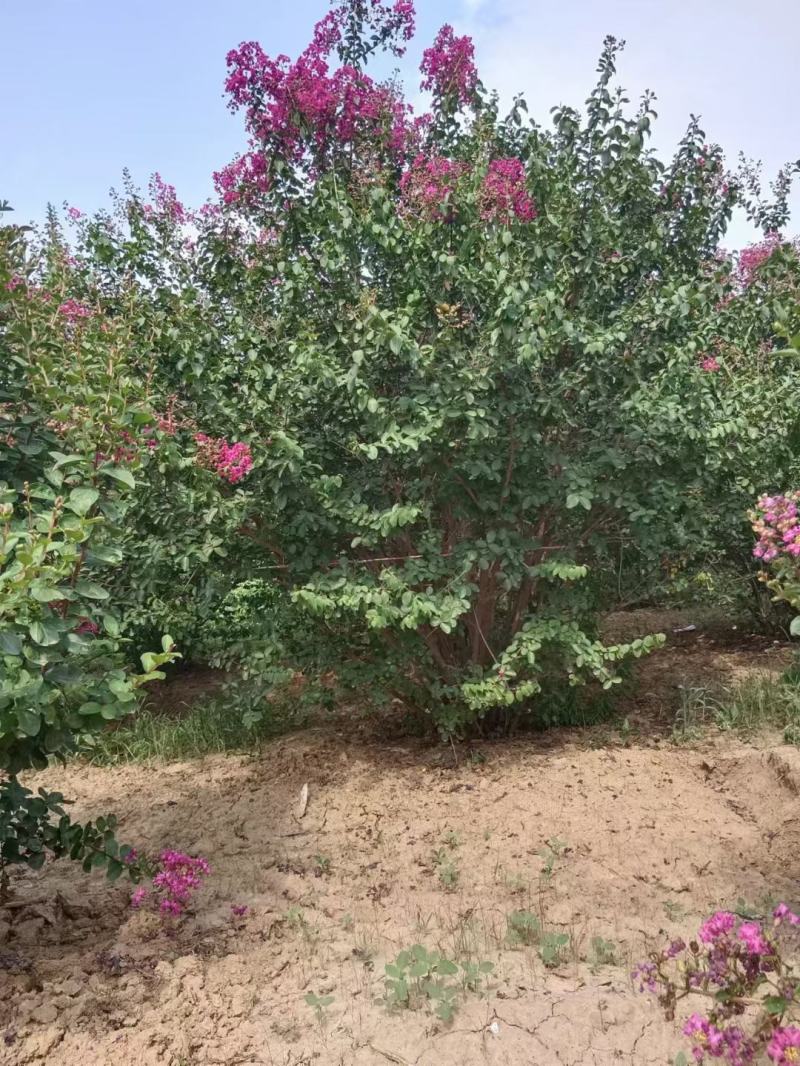 河南南阳供应丛生紫薇，紫薇树，红花紫薇树