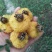 四川冕宁新鲜刺梨，刺梨，十年发货经验，保证质量，大量上市