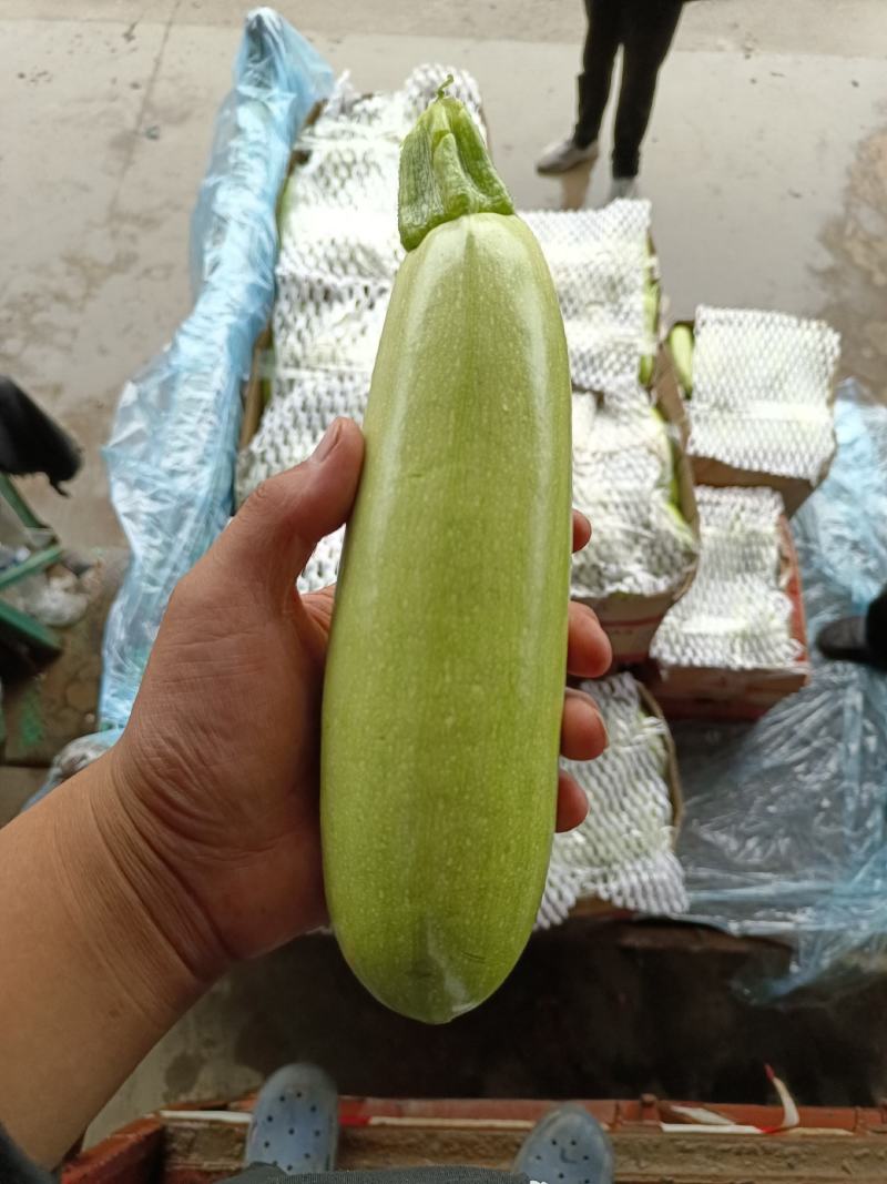 大家好我是河北省邯郸市永年区西葫芦市场，需要联系我