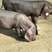 太湖母猪大量供应产崽多耐粗饲料好养活全国包邮到家