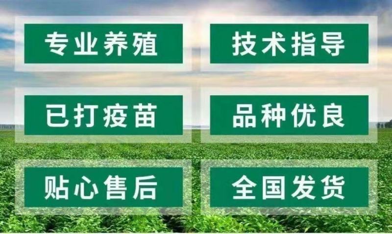 太湖母猪大量供应产崽多耐粗饲料好养活全国包邮到家