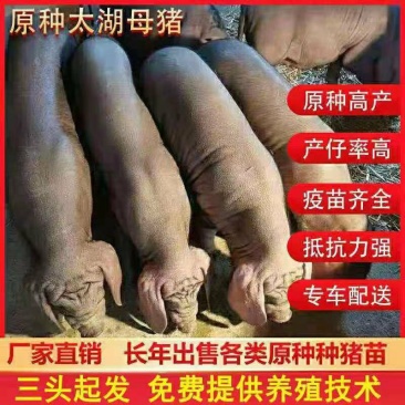 太湖母猪大量供应产崽多耐粗饲料好养活全国包邮到家